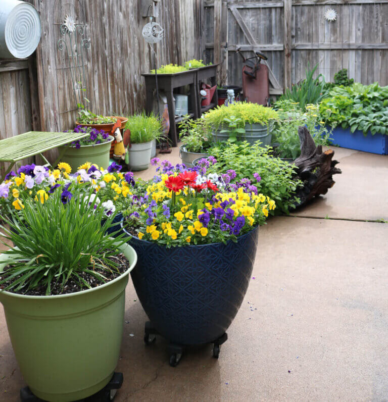 New Pics Of The Patio Garden May 16, 2021