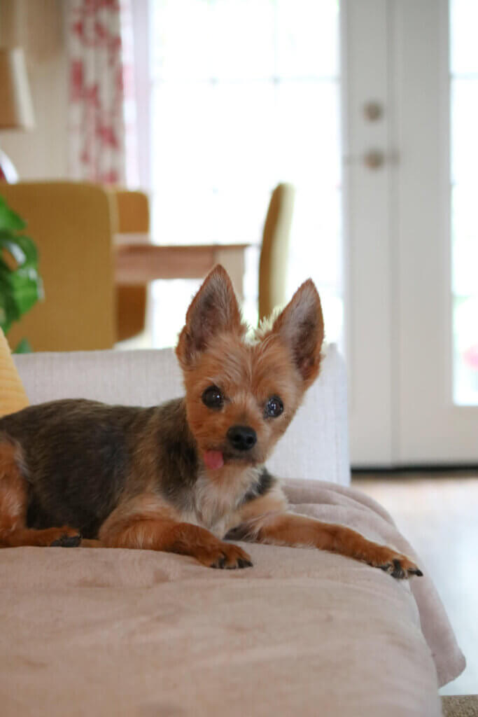 A photo of my sweet dog Charlie Ross, ears raised and tongue hanging out, on my couch at the old apartment