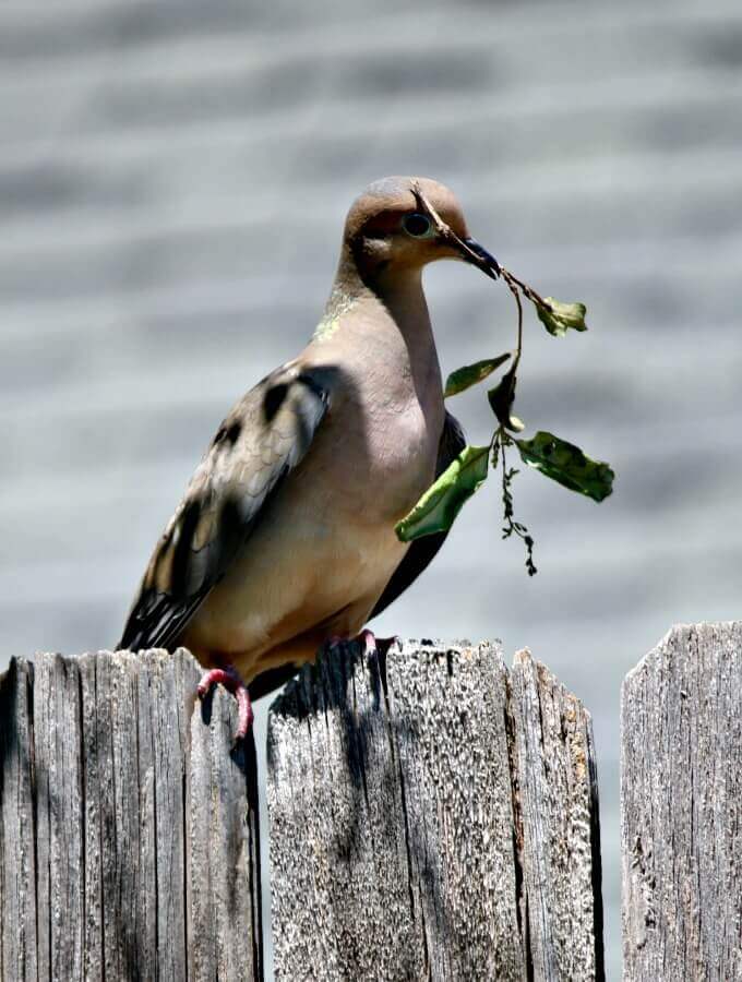 In Mourning Doves Are Building A Nest On My Patio, a dove sits on the fence with a twig and leaves.