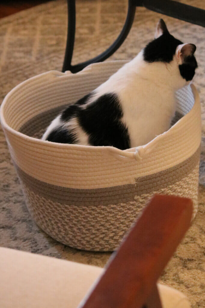 My cat Ivy sniffing the cotton woven basket she's sitting in