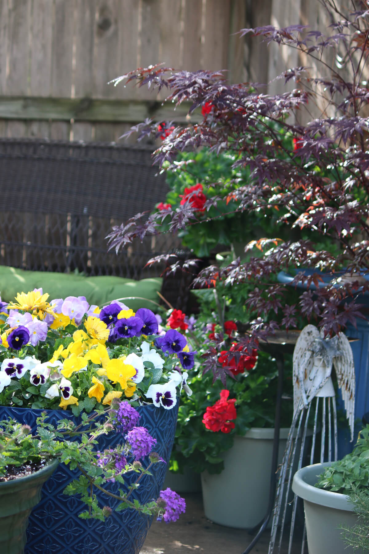 Use color in your patio or balcony space. I have a Japanese Maple in a pot in my small garden.