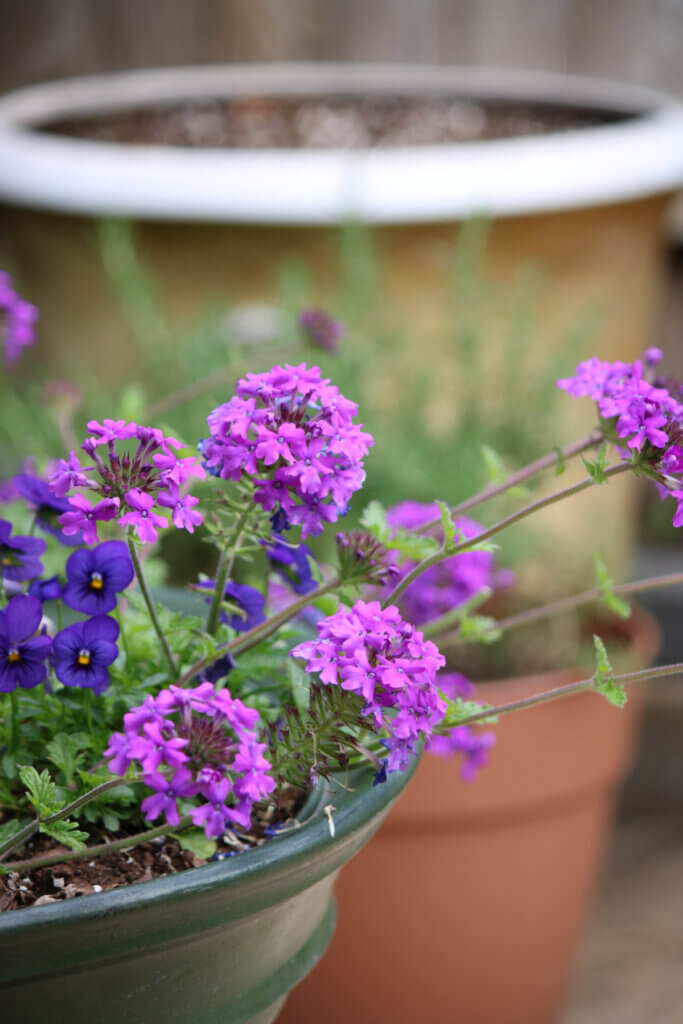 In six de-stressing techniques, here is a pot of purple verbena in a garden in a peaceful setting