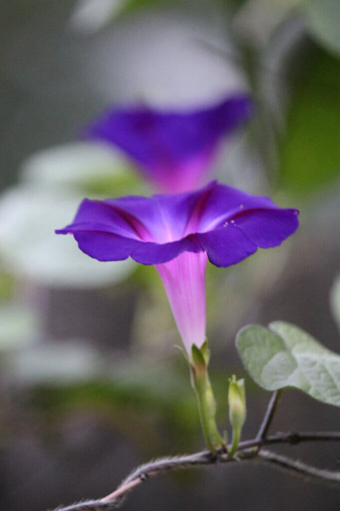 Purple morning glory flowers that spread like weeds in my patio garden