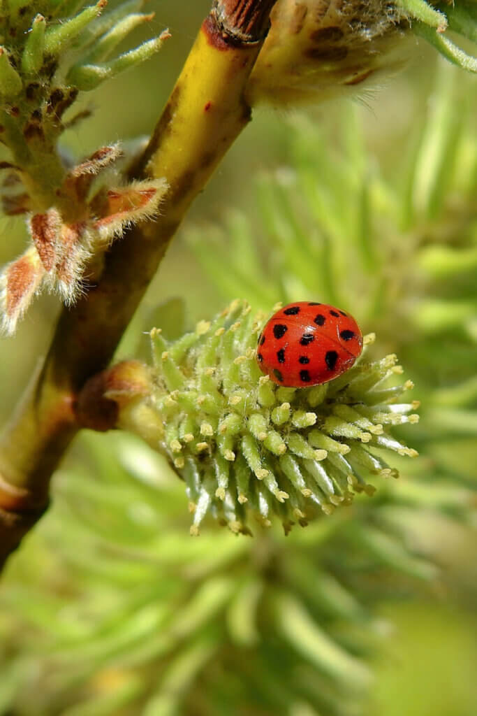 A ladybug in the forest