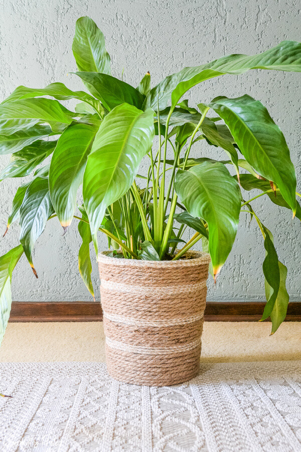 A rope DIY basket used as a planter 