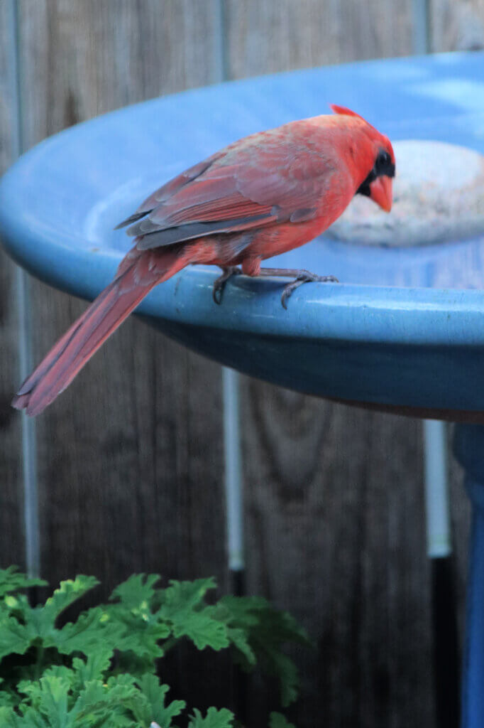 In fun facts about cardinals, the male here at the bird bath has its color due to what he eats.