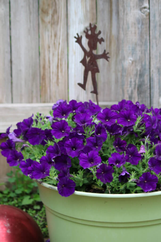 In Purple Flowers In The Garden, this is a container of dark purple flowers in my patio garden.