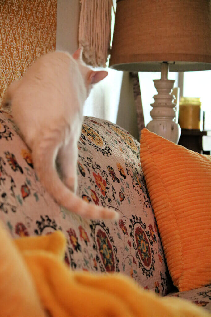 Up Gracie would run to the top of the couch