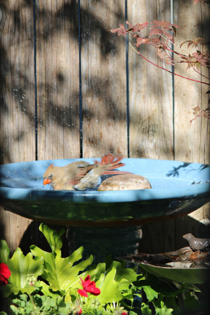 A female cardinal taking a bath in my bird bath on the patio