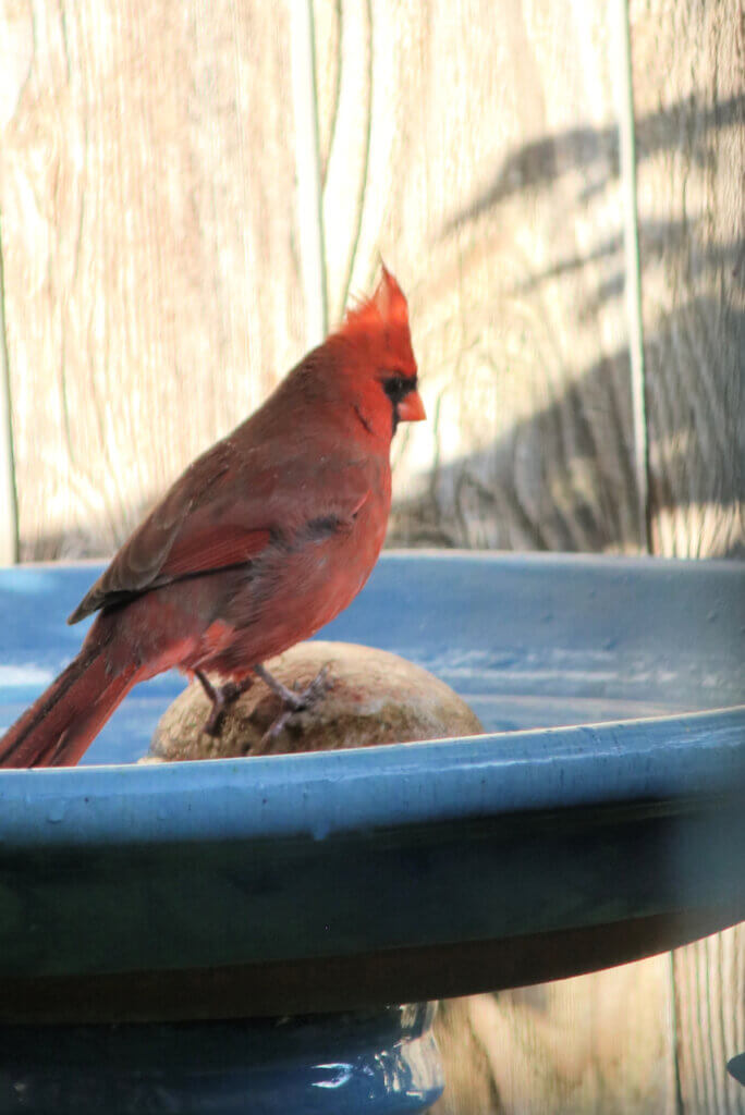 In Birds Bathing & Book Reading, Mr. Cardinal is perched on the blue bird bath on the patio