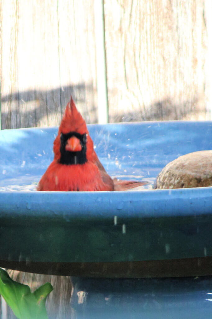 Now the male cardinal has gotten into the birdbath and is splashing around.
