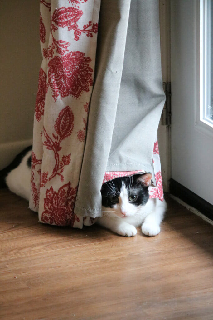 My cat Ivy peeking out from the curtains hanging in front of the patio door