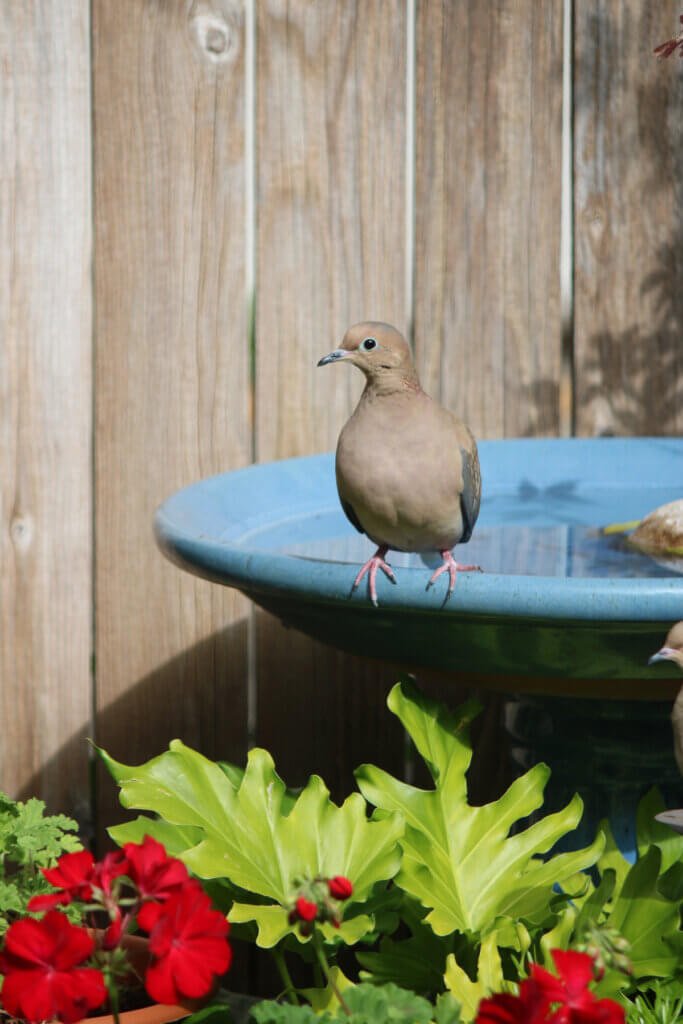 A lone mourning dove perches on the bird bath edge when it visits me