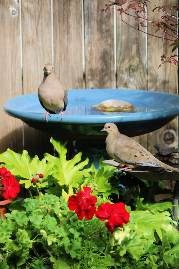 Recent patio birds visit. They were a couple of mourning doves
