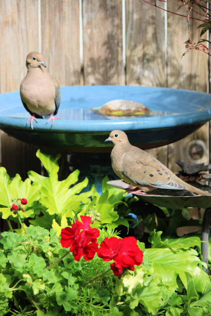 A recent patio visit from two mourning doves, one perched on the blue bird bath and the other on the smaller metal one.