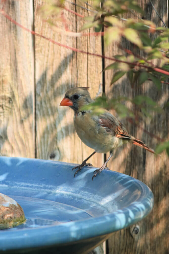 A recent bird patio visit included the female cardinal with her bright orange beak 