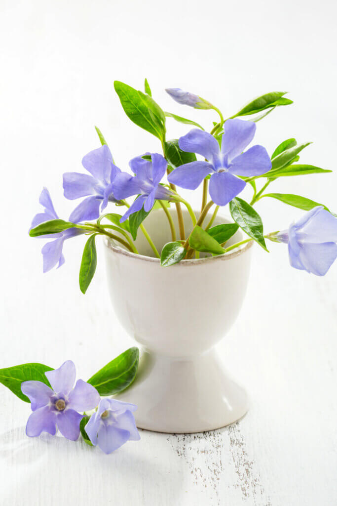 In life stew, this is a plant with delicate purple flowers in a white egg cup