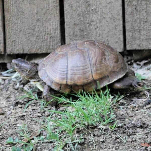 The poor big turtle couldn't figure out how to get back out of the yard.