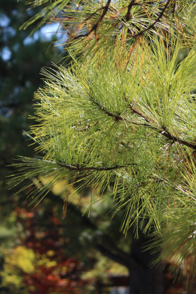 A pine tree with a close up of pine needles