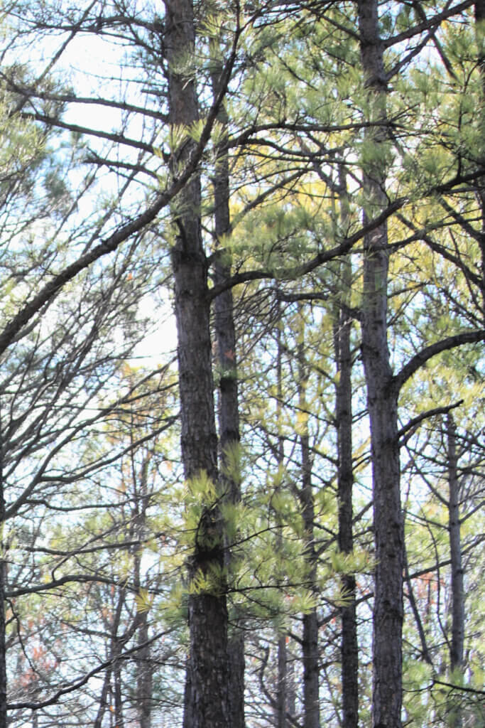 Tall pine trees surround the cemetery where your memories live.