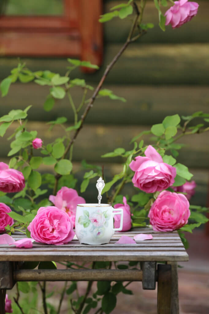 A pink rose bush above a wooden bench