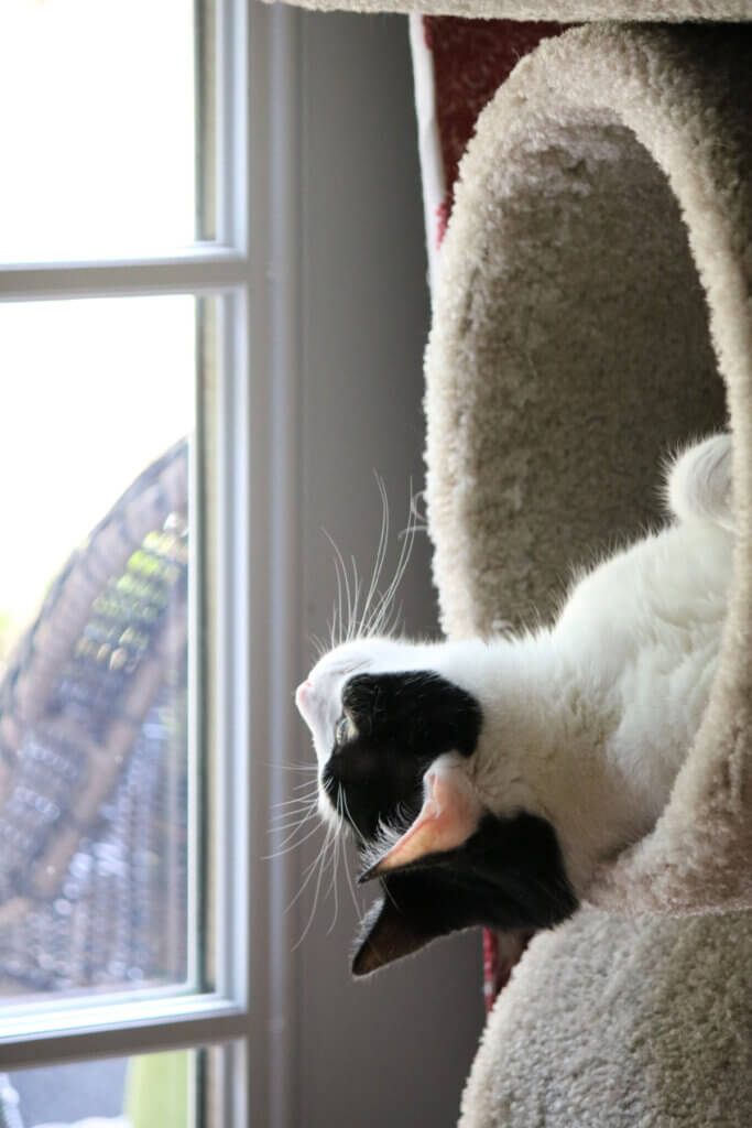 Ivy laying upside down in her cat tower