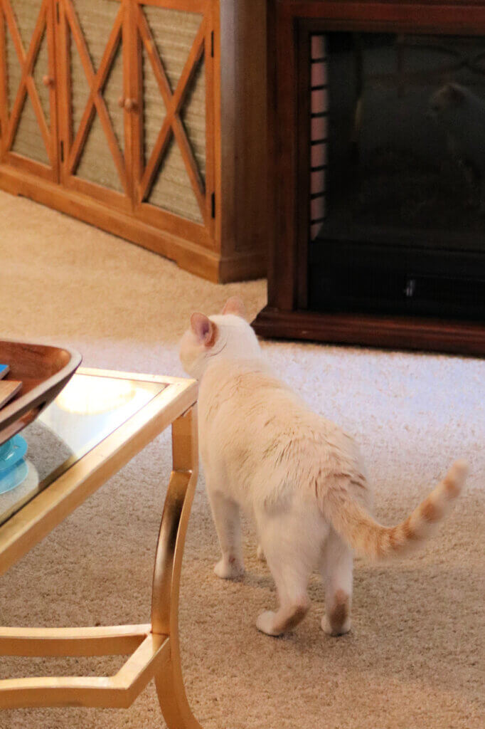 Gracie walking through the living room and where my electric fireplace is located