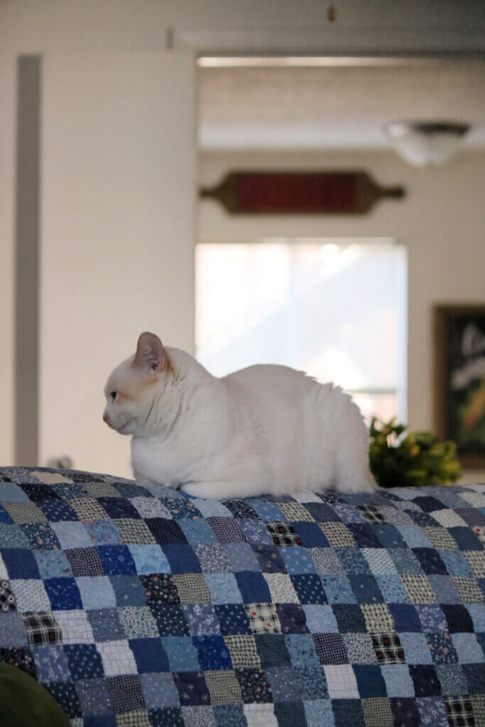 My kitten Gracie on the back of the couch. She was a bright light in my life and now she's gone.