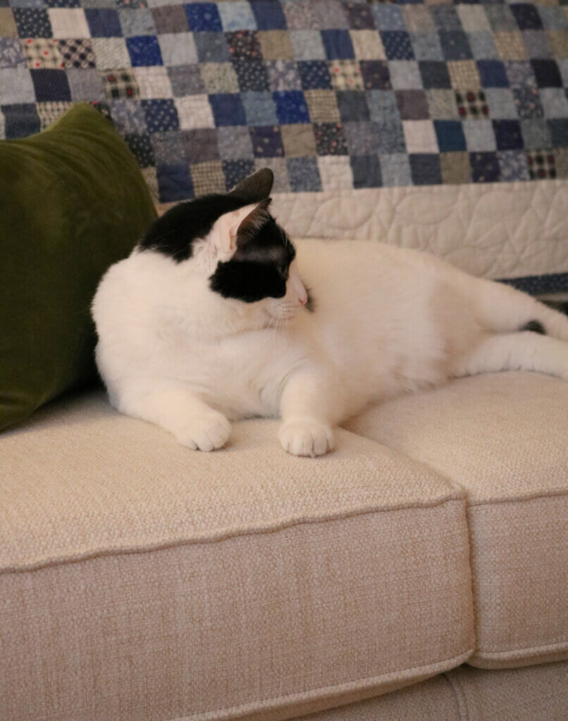 In I found it, here's Ivy looking pretty comfy on the couch
