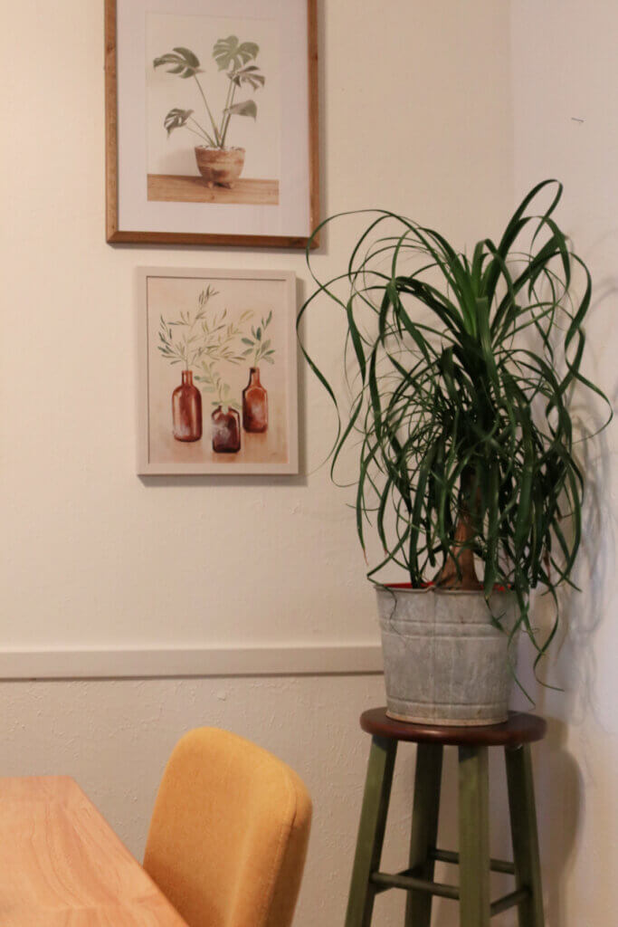 My ponytail palm house plant is in the corner of my dining room