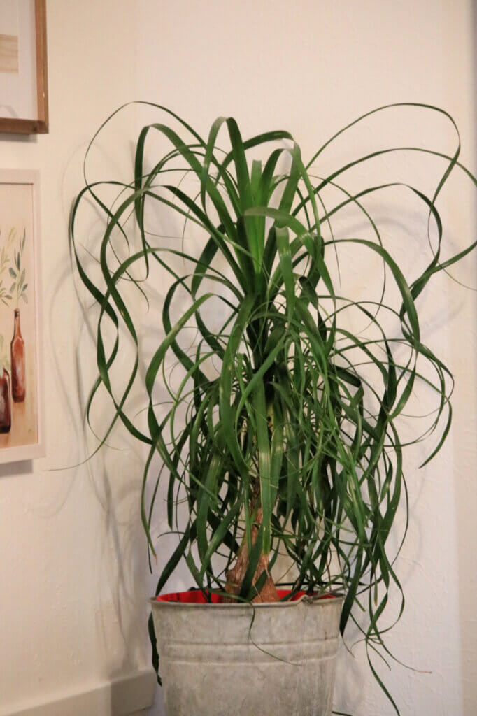 In the dining space is finished, a close up of the ponytail plant