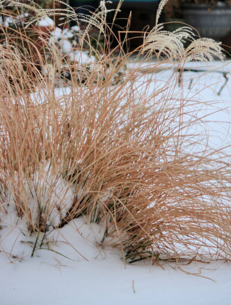 In Snow In Oklahoma & Creating A Home, winter brown grasses near my patio
