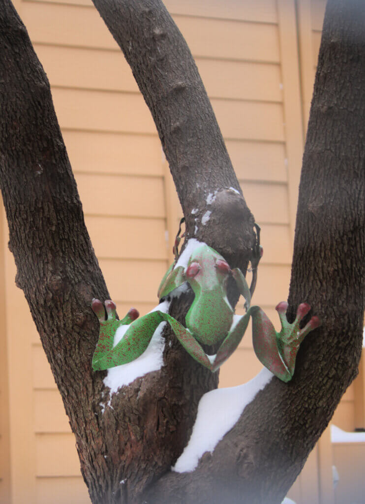 Tin frog attached to a tree outside
