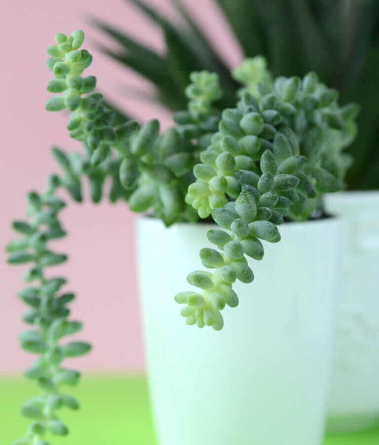 10 Succulents That Will Grow In The Shade