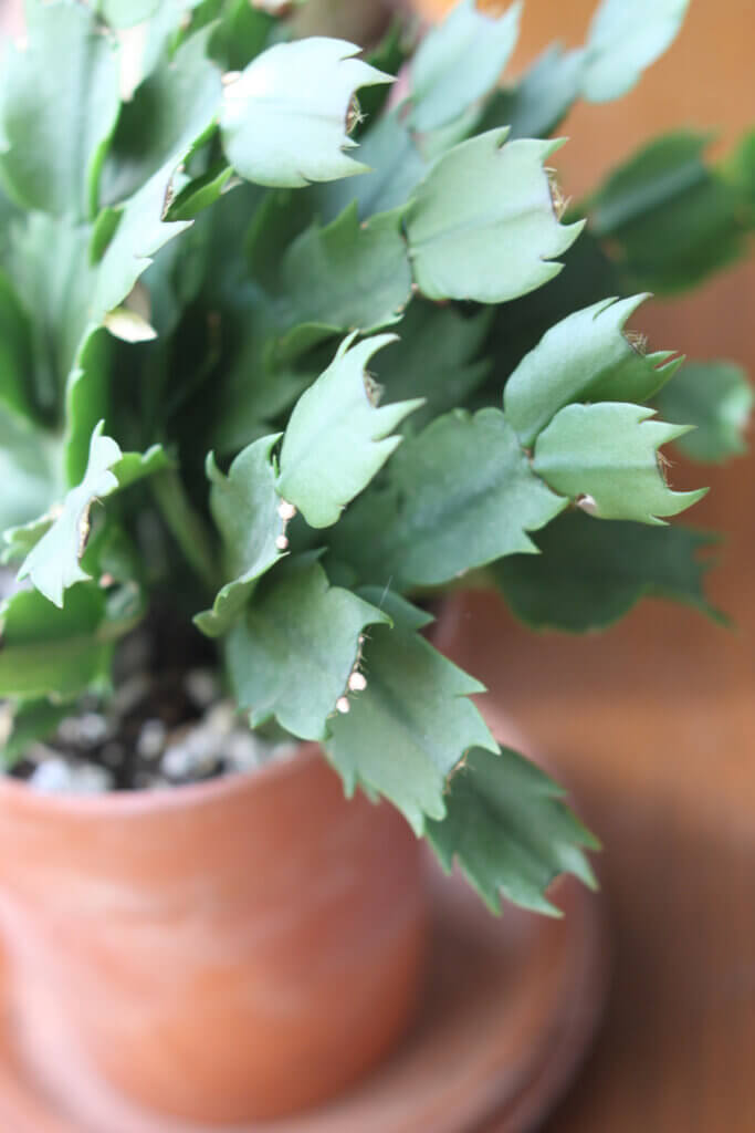 In 10 succulents that will grow in the shade, this is the Christmas cactus