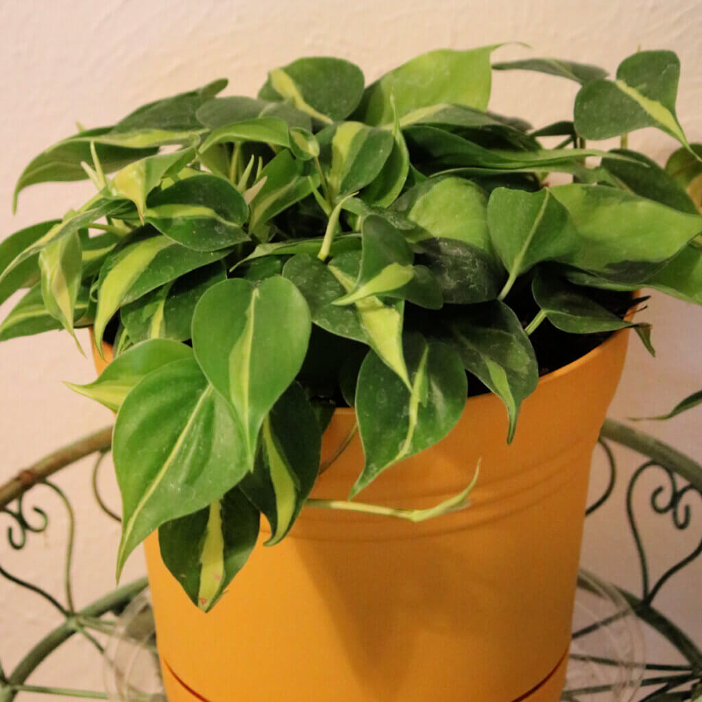 In Mantels Meals & Neighbors, here is one of my many house plants in a yellow-gold pot