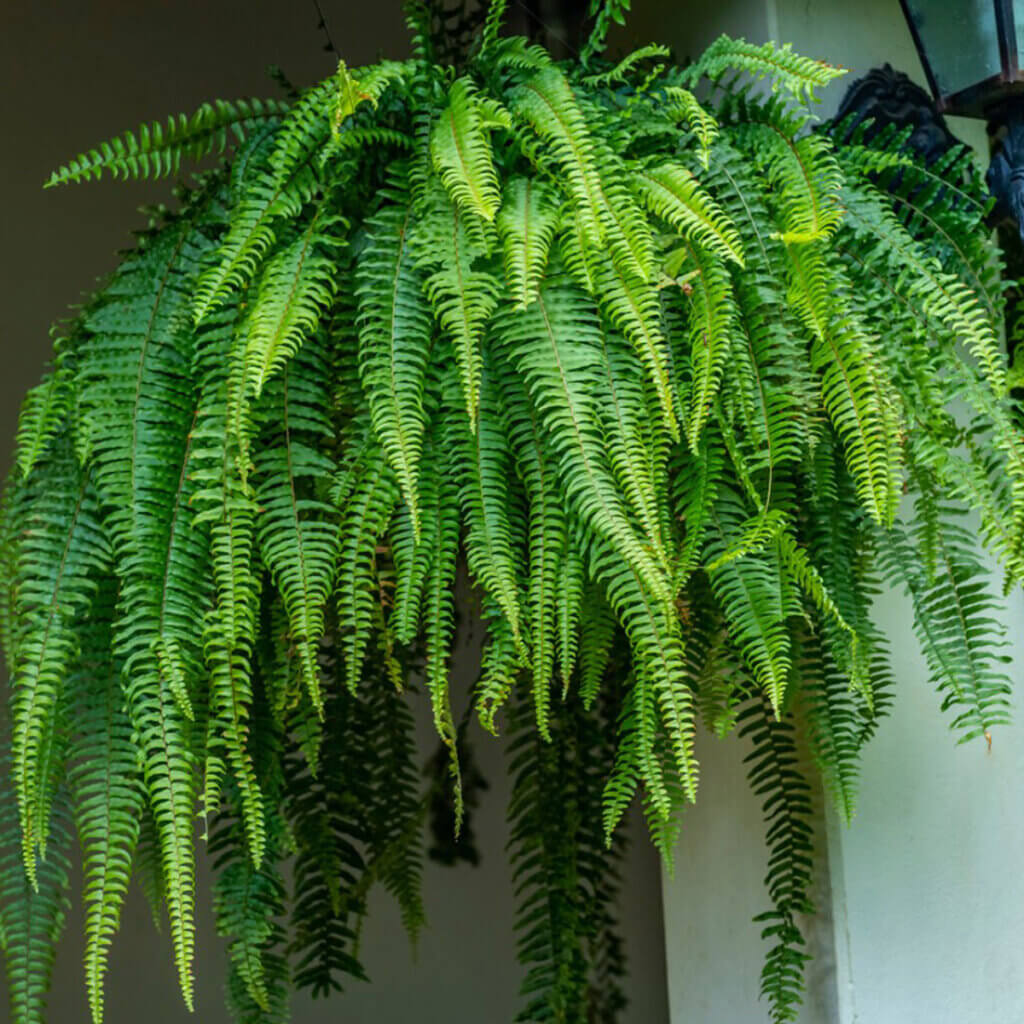 In Pondering A Garden In The Shade, I can hang Boston ferns in the shade and they will flourish