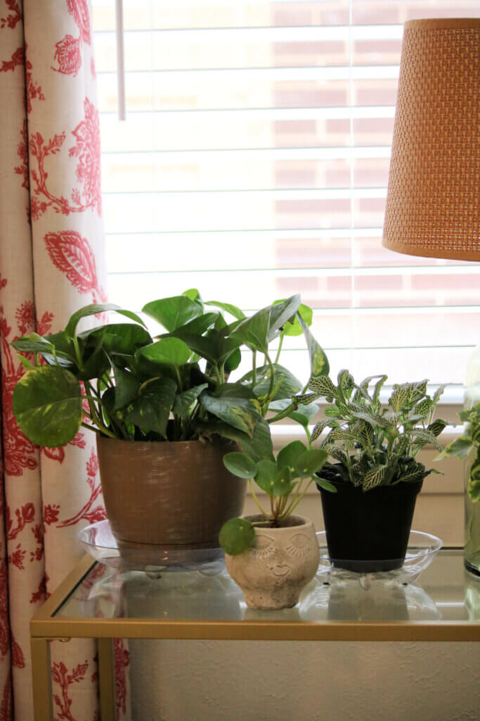 Some of my house plants