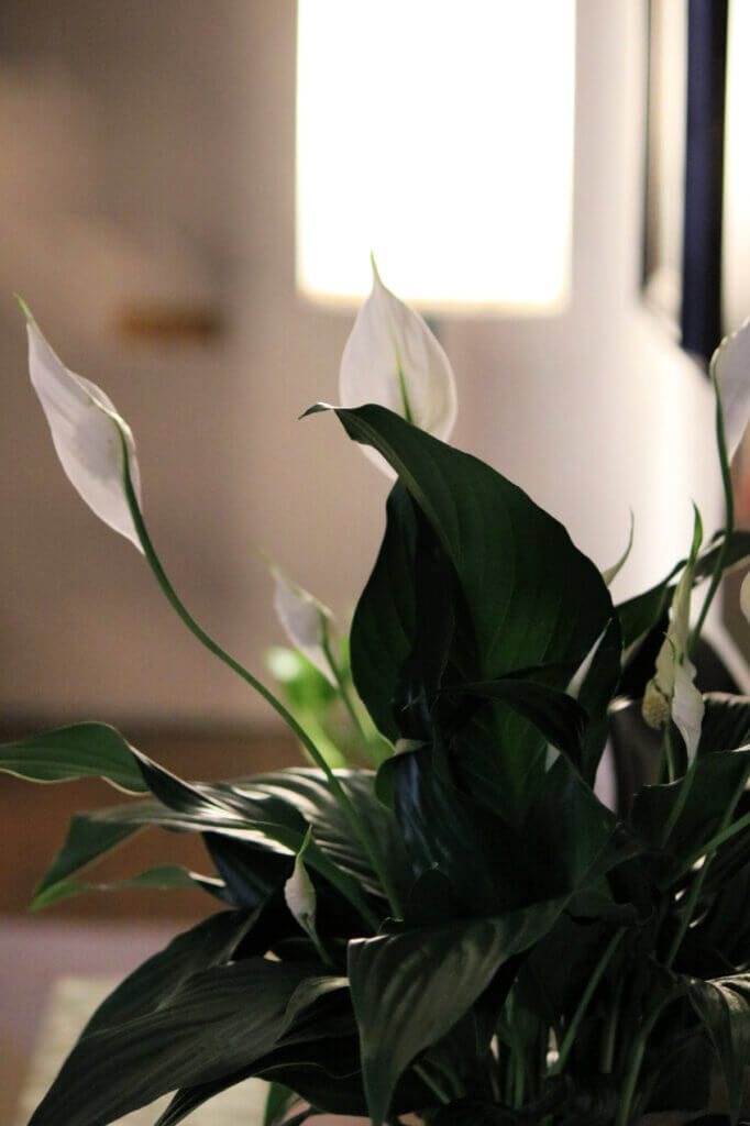 A peace lily I recently bought