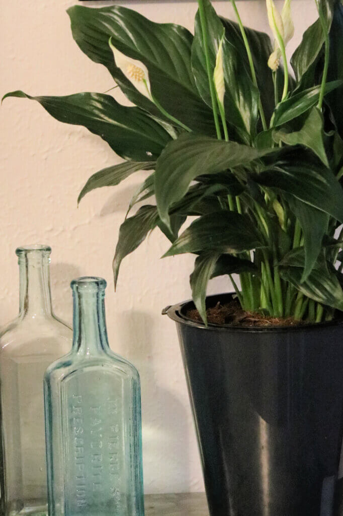 A spathiphyllum plant and vintage blue bottles