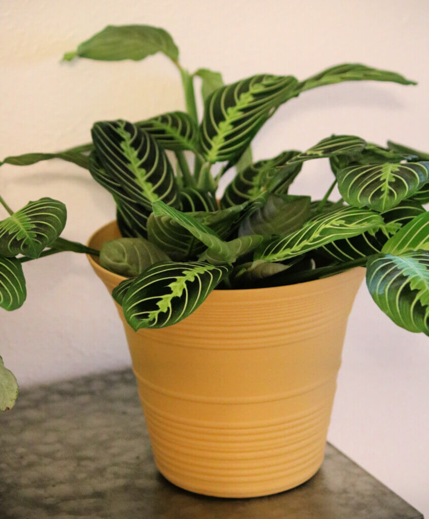 In Admitting To Limitations & Adjusting Goals, I show a prayer plant, one of my favorites.