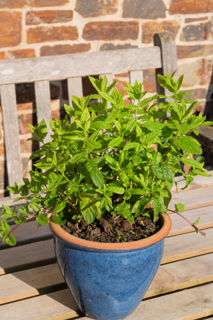 In Pondering A Garden In The Shade, here is a pot of mint that will grow in shady conditions