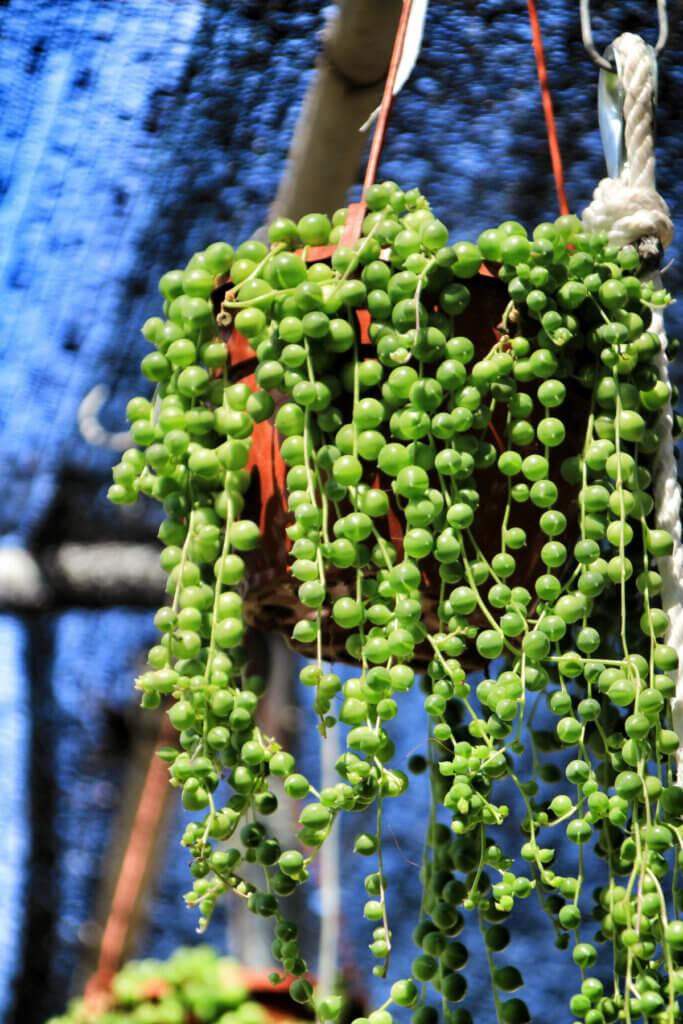The string of pearls hanging plant