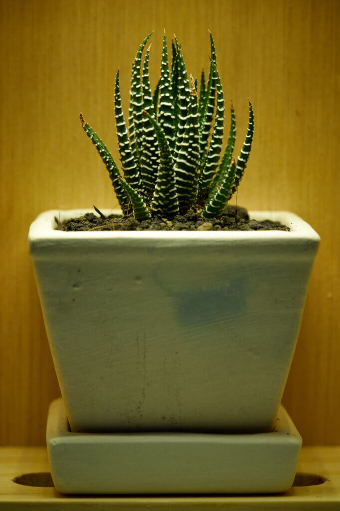 In 10 succulents that will grow in the shade, this is the zebra cactus in a container