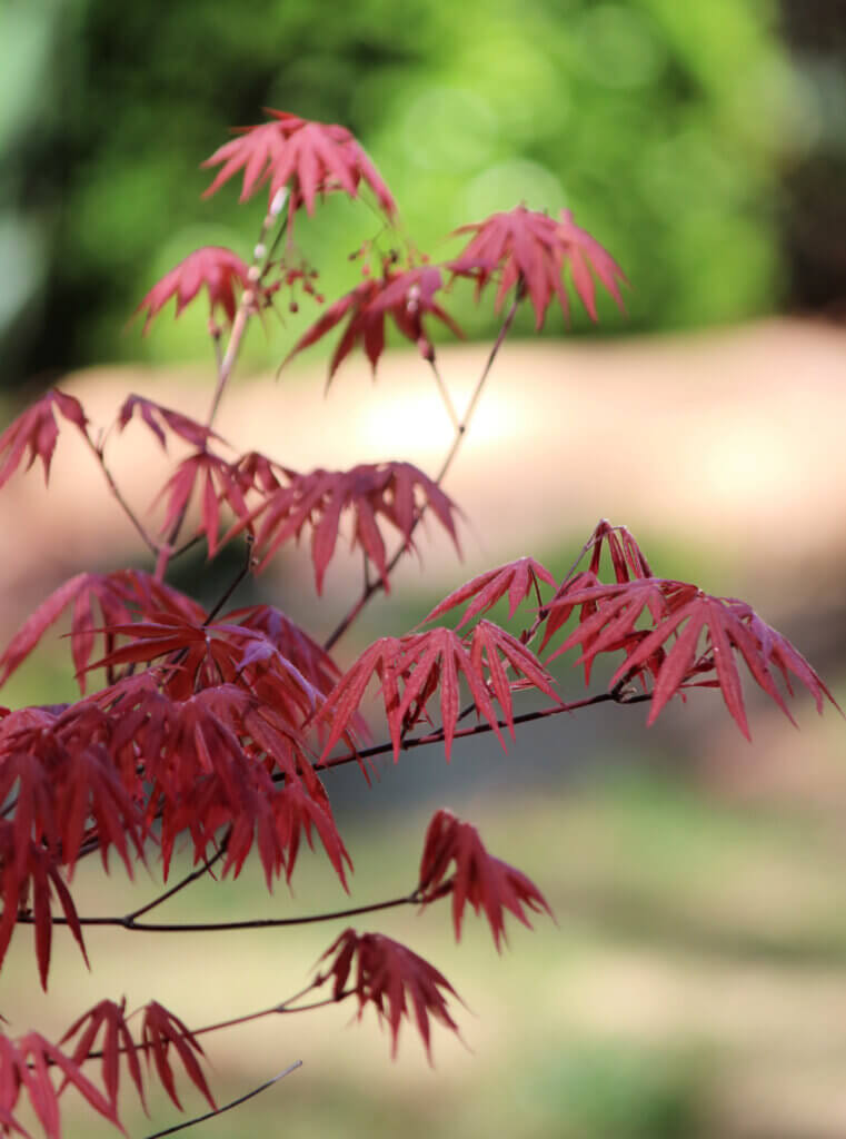 Leaves of Japanese Maple tree
