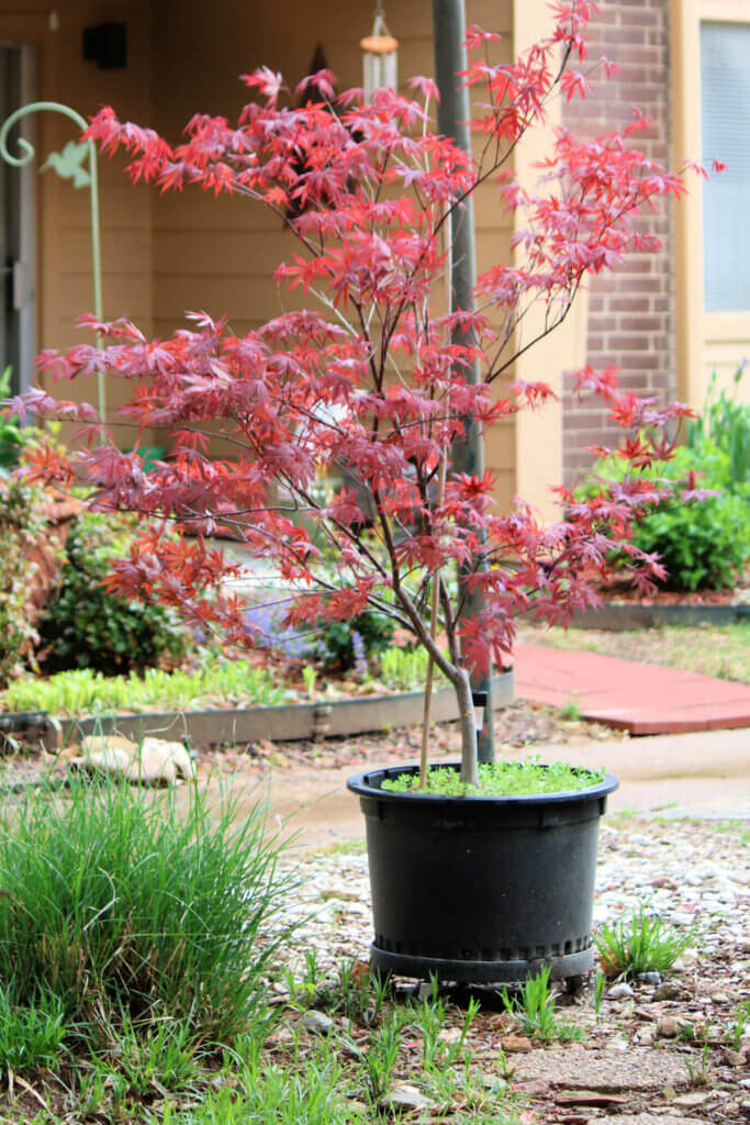 In My New Container Planting Method, I also show my potted Japanese Maple tree