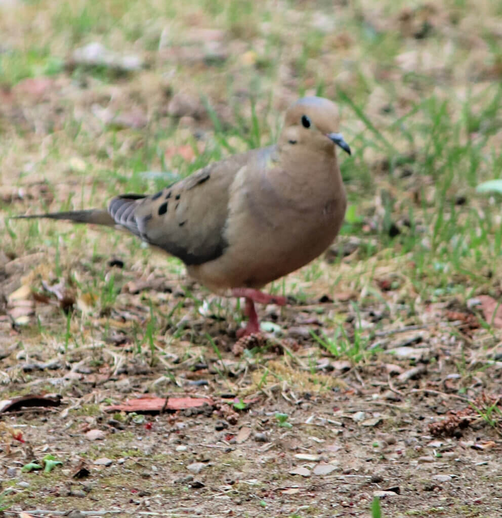 In Scenes From My Apartment Patio, here's a mourning dove marching through the grass