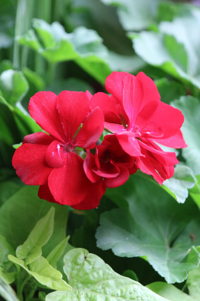 A pretty red geranium bloom from a mixed pot of plants on my apartment patio.