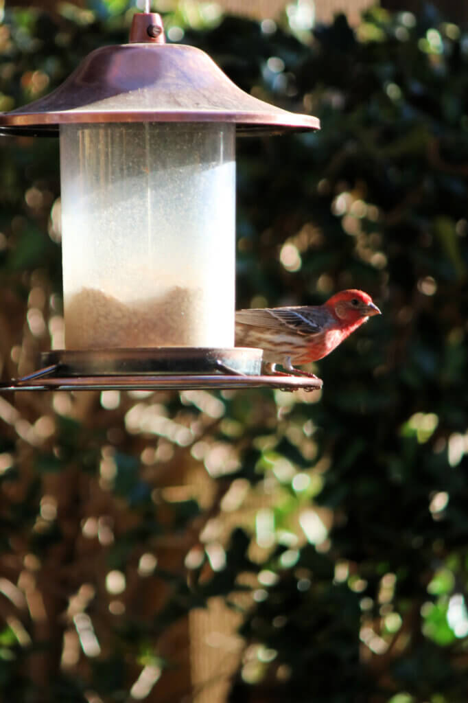 Spring outside my apartment is the sight of a house finch at a neighbor's birdfeeder