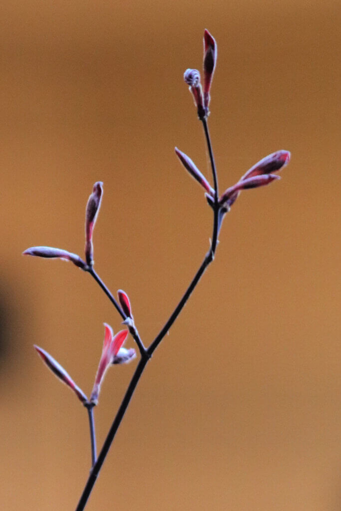 Spring outside my apartment is the sight of my potted Japanese Maple beginning to bud
